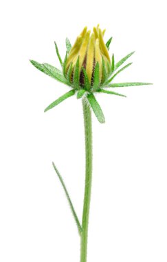 Tomurcuklanma iri Susan (Rudbeckia Hirta)