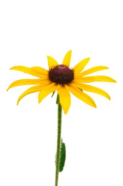 Siyah gözlü Susan (Rudbeckia hirta)