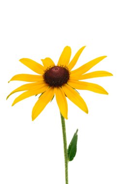 Siyah gözlü Susan (Rudbeckia hirta)