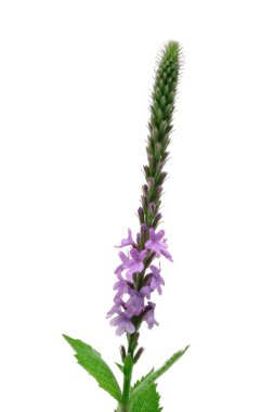 Ağarmış Mine çiçeği (Verbena stricta) kır çiçeği