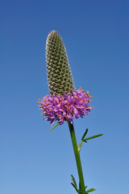 Purple Prairie Clover (Dalea purpurea) Wildflower clipart