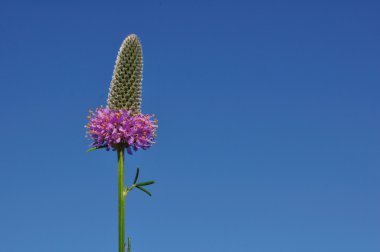 Mor kır yonca (Dalea purpurea) kır çiçeği