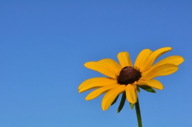 Siyah gözlü Susan (Rudbeckia hirta)