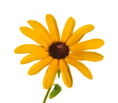 Siyah gözlü Susan (Rudbeckia hirta)