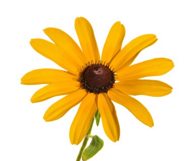 Siyah gözlü Susan (Rudbeckia hirta)