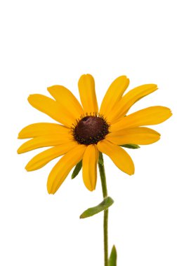 Siyah gözlü Susan (Rudbeckia hirta)