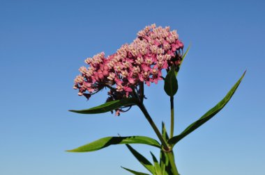 Swamp Milkweed Wildflower clipart