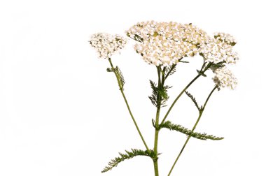 White Yarrow Wildflower clipart