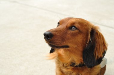Kırmızı uzun saçlı dachshund