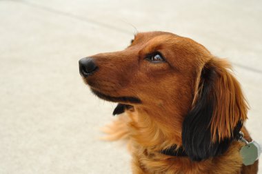 Kırmızı uzun saçlı dachshund