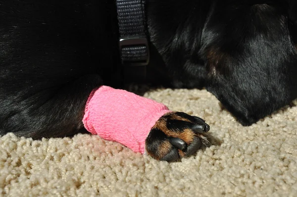 在受伤的腊肠狗的腿上自动换行 — 图库照片