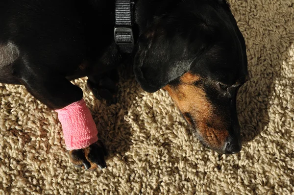 Enrole na perna ferida de um Dachshund — Fotografia de Stock