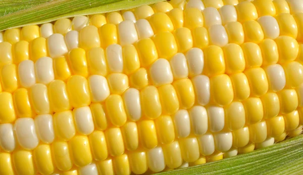 Bi-color maïs op de kolf — Stockfoto