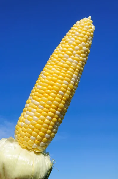 Zweifarbiger Mais auf dem Maiskolben — Stockfoto