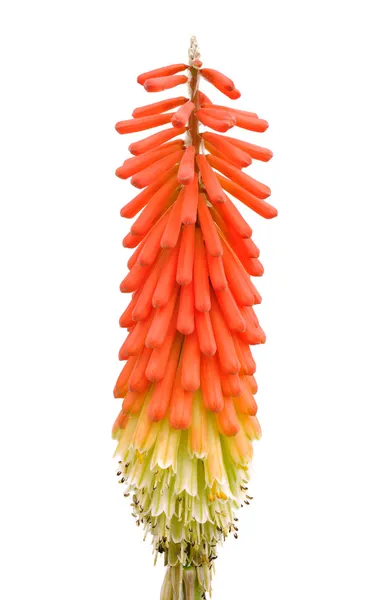 Tritoma or Red Hot Poker or Torch Lily — Stock Photo, Image