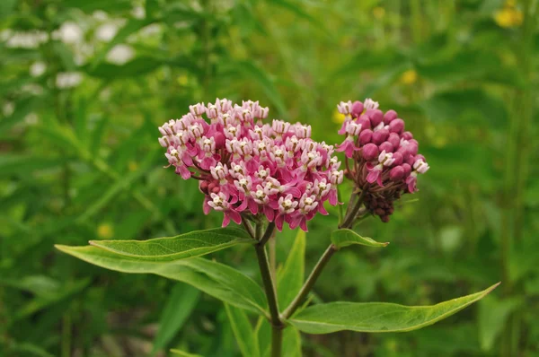 Bagna milkweed kwiatów — Zdjęcie stockowe