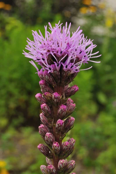 Gayfeather ou Blazing Star ou botão Snakeroot (Liatris spicata) Flor silvestre — Fotografia de Stock