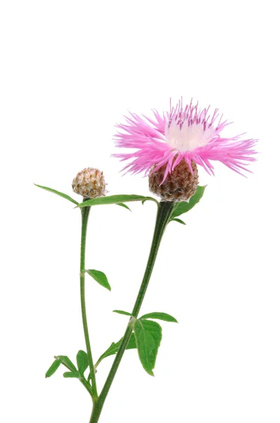 Persian Cornflower — Stock Photo, Image