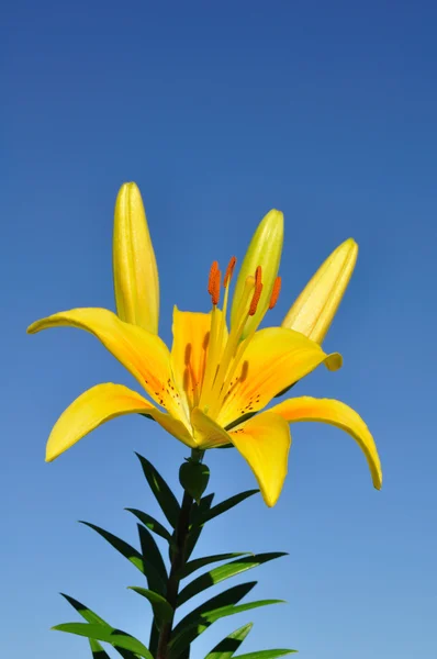 Lírio amarelo (lírio) Flor — Fotografia de Stock