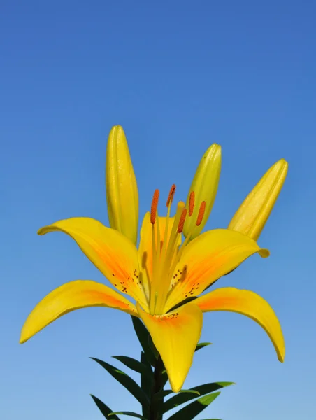 Sarı Lily (Lilium) çiçek — Stok fotoğraf