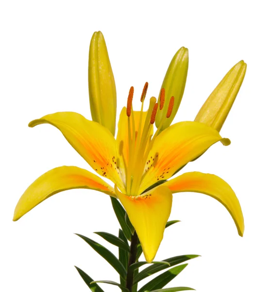 Lirio amarillo (Lilium) Flor — Foto de Stock