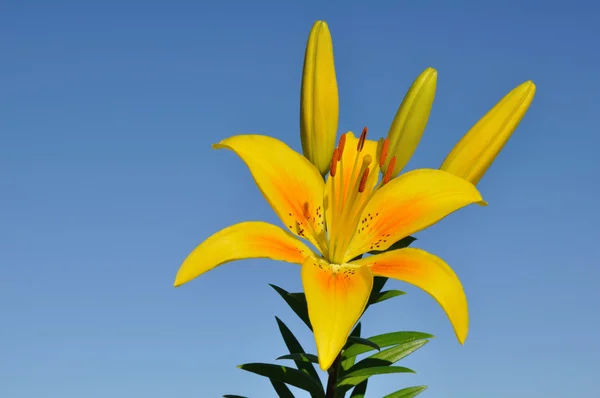 Квітки жовті лілії (Лілія) — стокове фото