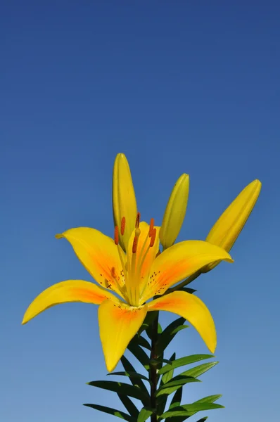 Yellow Lily (Lilium) Flower — Stock Photo, Image
