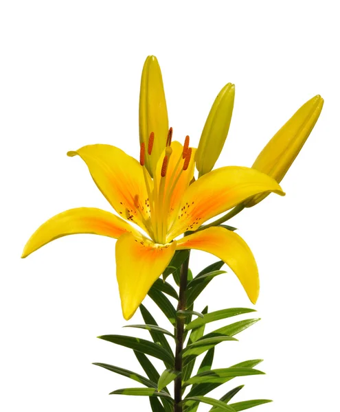 Lirio amarillo (Lilium) Flor — Foto de Stock
