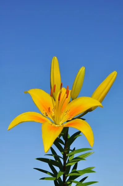 Giglio giallo (Lilium) Fiore — Foto Stock