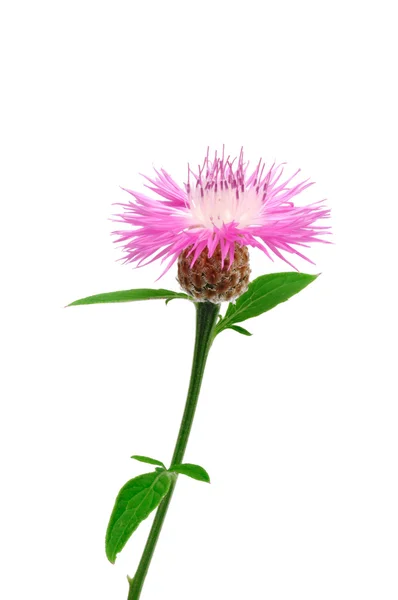 Persian Cornflower — Stock Photo, Image