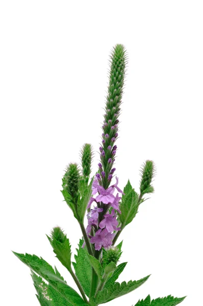 Hoary verbena (Verbena stricta) Wildflower — Stockfoto