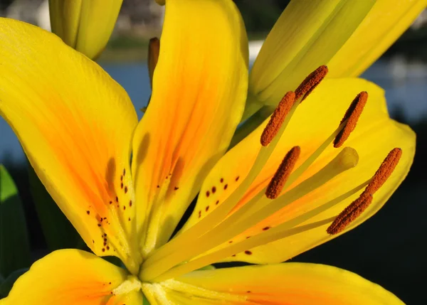 Yellow Lily (Lilium) Flower — Stock Photo, Image