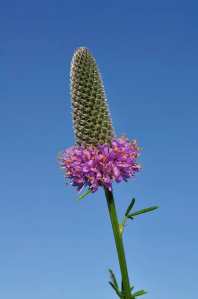 Trèfle des prairies (Dalea purpurea) Fleurs sauvages — Photo