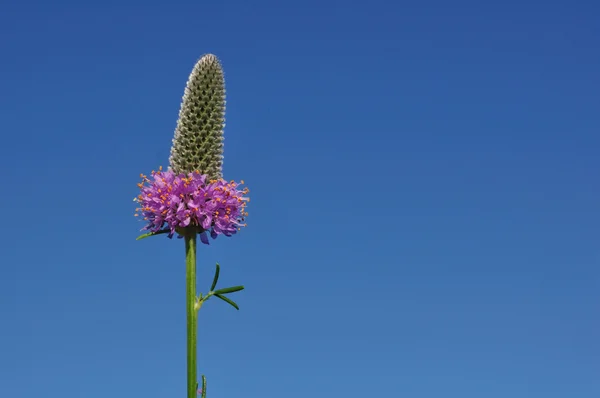Mor kır yonca (Dalea purpurea) kır çiçeği — Stok fotoğraf