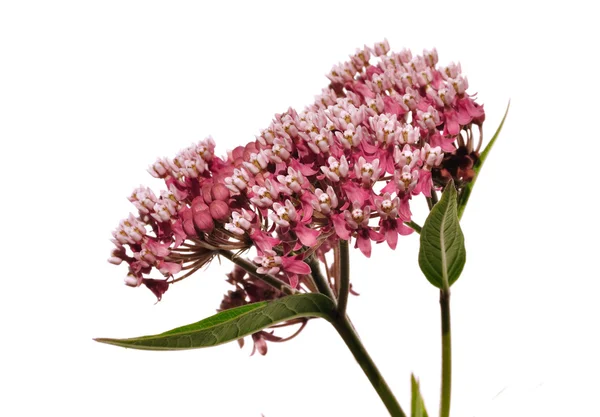 Βάλτο milkweed αγριολούλουδα — Φωτογραφία Αρχείου