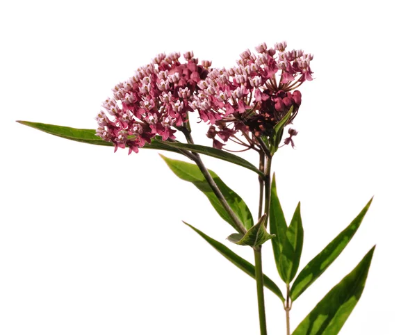Bagna milkweed kwiatów — Zdjęcie stockowe