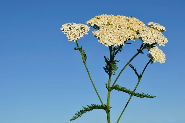 White Yarrow Wildflower — Stock Photo, Image
