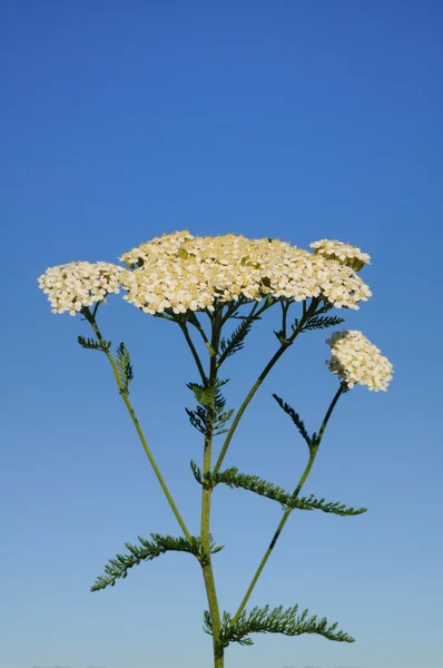 Wildflower biały Krwawnik pospolity — Zdjęcie stockowe