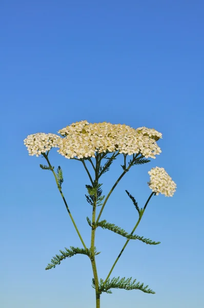 Wildflower білий деревію — стокове фото