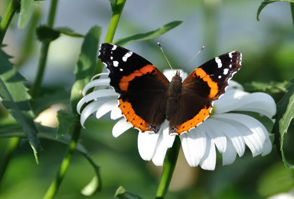 Red Admiral Butterfly on a Shasta Daisy — Stock Photo, Image