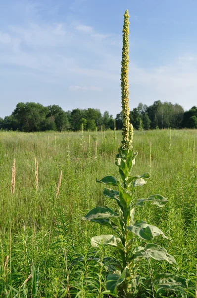 stock image Common Mullein (Verbascum thapsus)