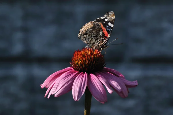 Red admiral vlinder op een shasta-daisy — Stockfoto