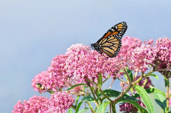 Monarch vlinder (Danaos plexippus) op Swamp Kroontjeskruid Wildflower — Stockfoto