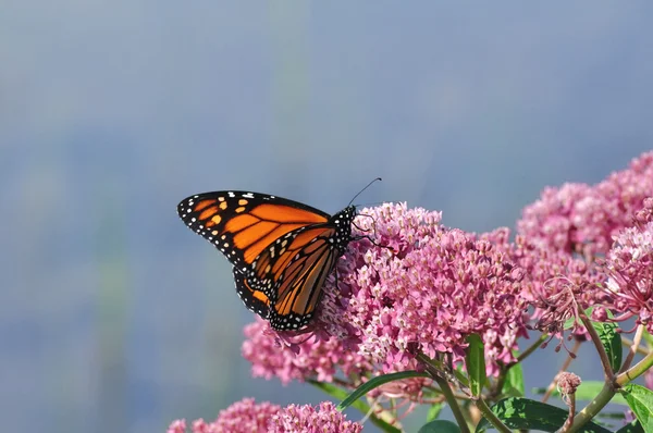 Borboleta-monarca (Danaus plexippus) no pântano Milkweed Wildflower — Fotografia de Stock