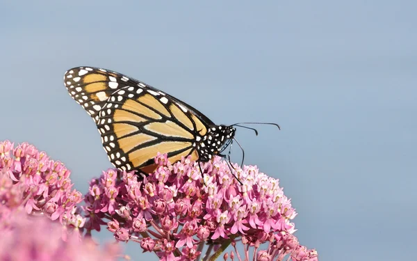 Papillon monarque (Danaus plexippus) sur l'asclépiade des marais Fleurs sauvages — Photo