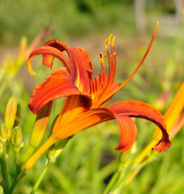 Orange Daylily Flower clipart