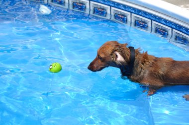 dachshund de pelo largo rojo mojado en una piscina