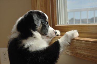 Australian Shepherd (Aussie) Puppy Watching clipart