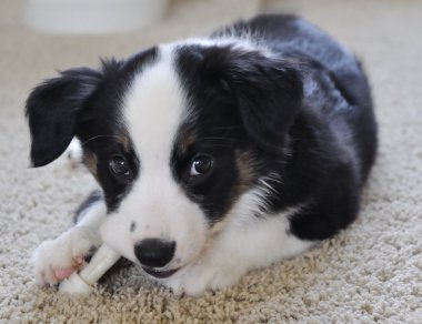 Çiğneme Avustralyalı çoban (Aussie) köpek yavrusu