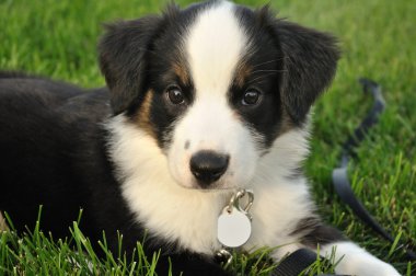 Avustralyalı çoban (Aussie) köpek yavrusu